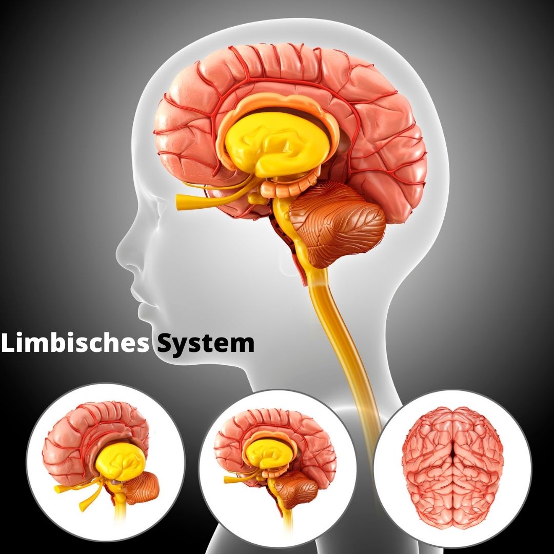 limbisches system schnelles Denken